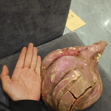 河南白心红薯