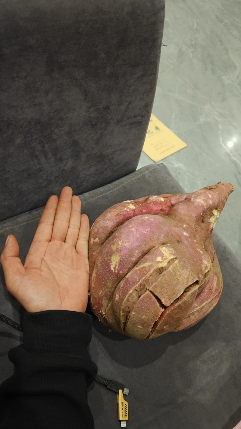 河南白心红薯