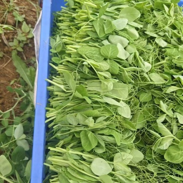 贵州鲜碗豆苗
