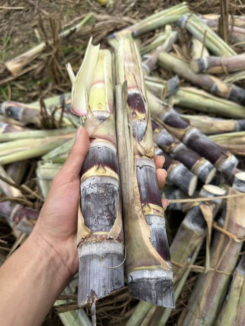 桂2甘蔗种苗广西农科院改良品种表皮黑亮少裂口易管理丰产