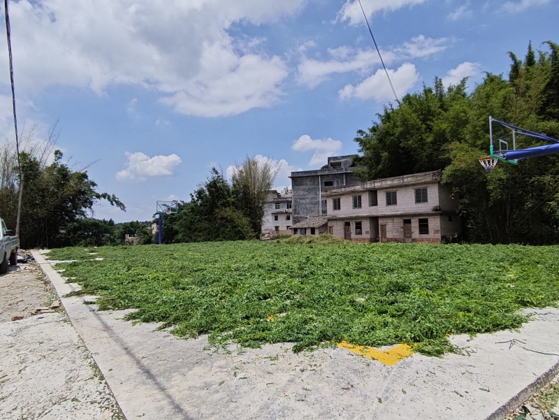 相思叶（甜鸡骨草）