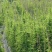相思叶（甜鸡骨草）