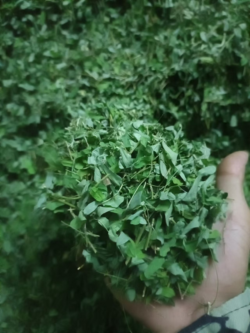 相思叶（甜鸡骨草）