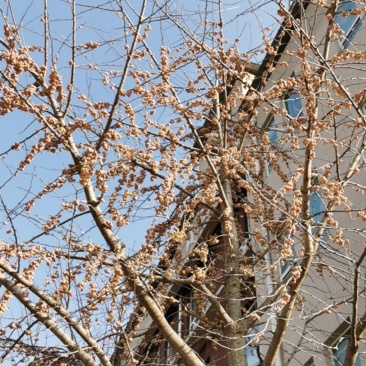 银杏果，白果