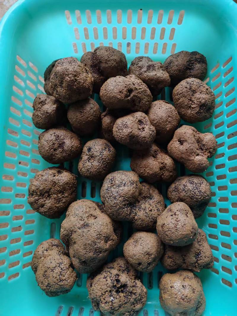 云南精品黑松露
