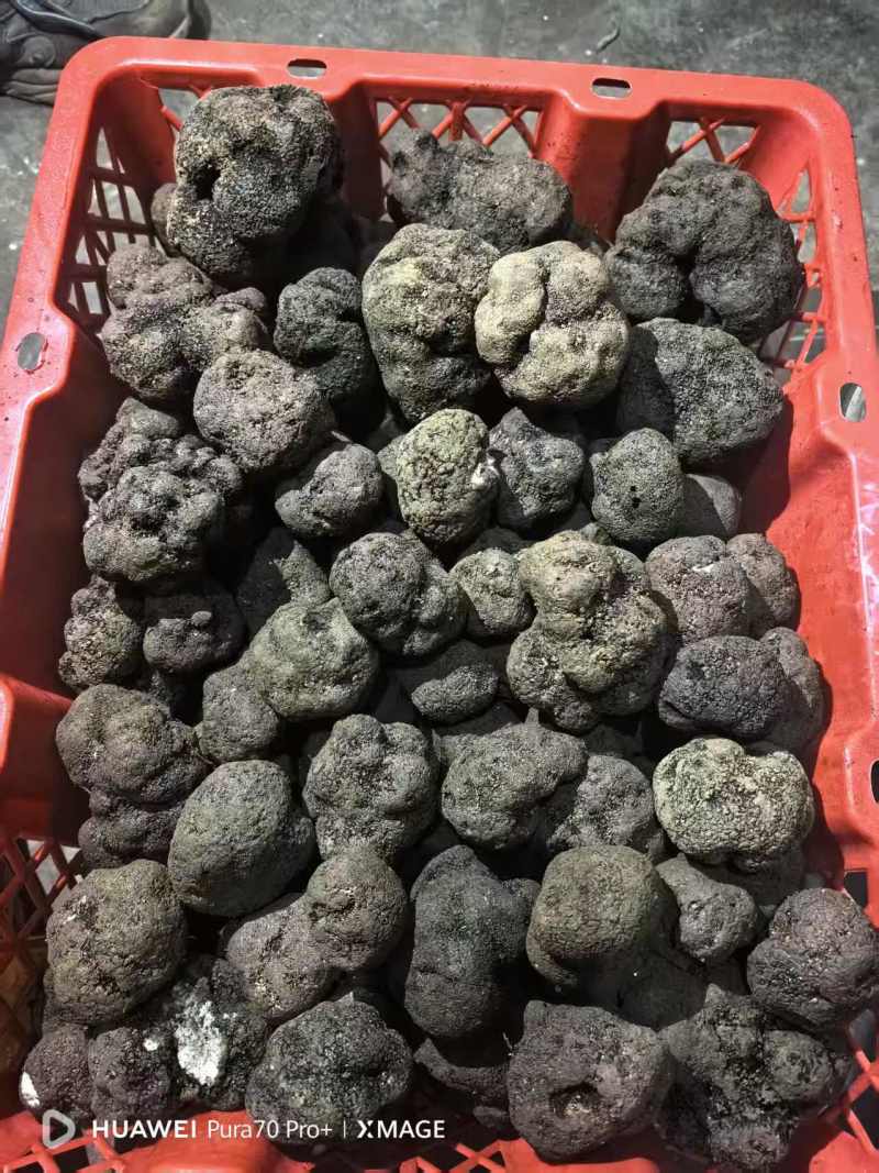 云南精品黑松露