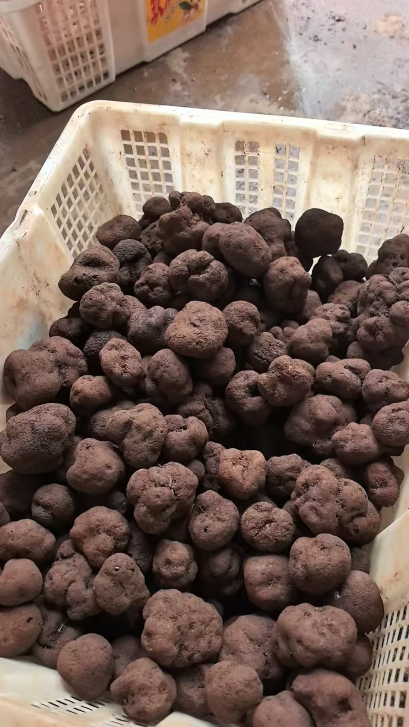 云南精品黑松露