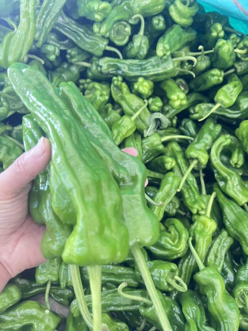 芜湖椒薄皮椒皱皮
