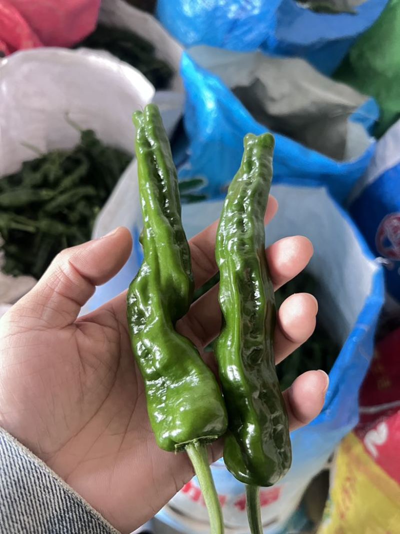芜湖椒薄皮椒皱皮