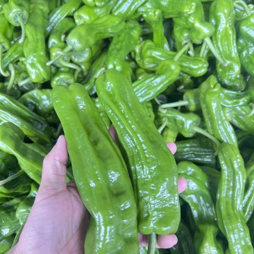 芜湖椒薄皮椒皱皮