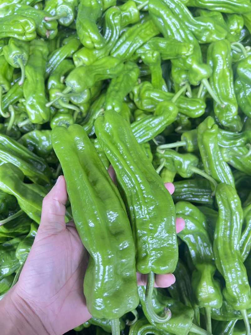 芜湖椒薄皮椒皱皮