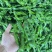 芜湖椒薄皮椒皱皮