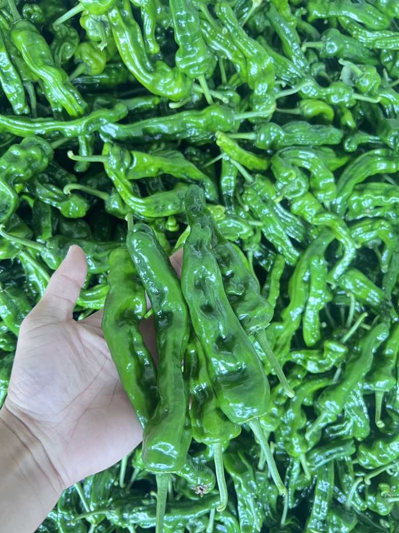 芜湖椒薄皮椒皱皮
