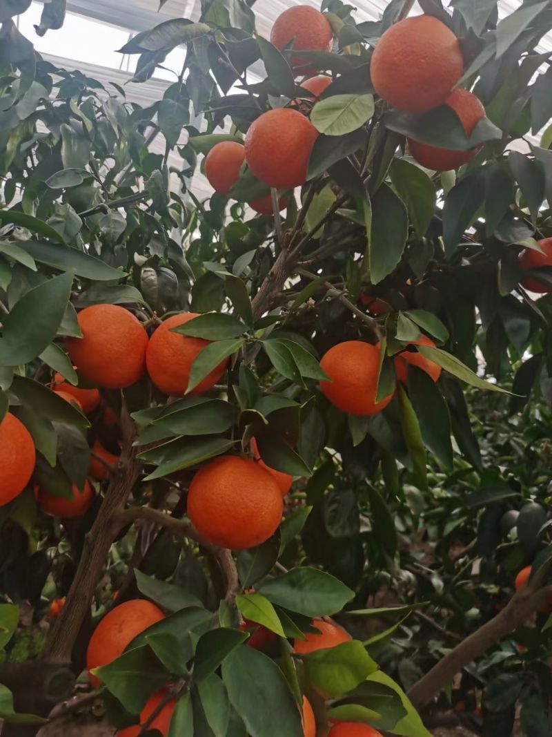 蜜桔，红美人