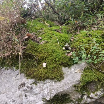 贵州干青苔机压青苔绿化包装好