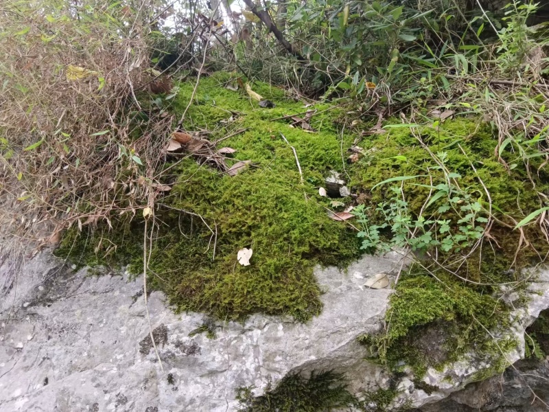 贵州干青苔机压青苔绿化包装好