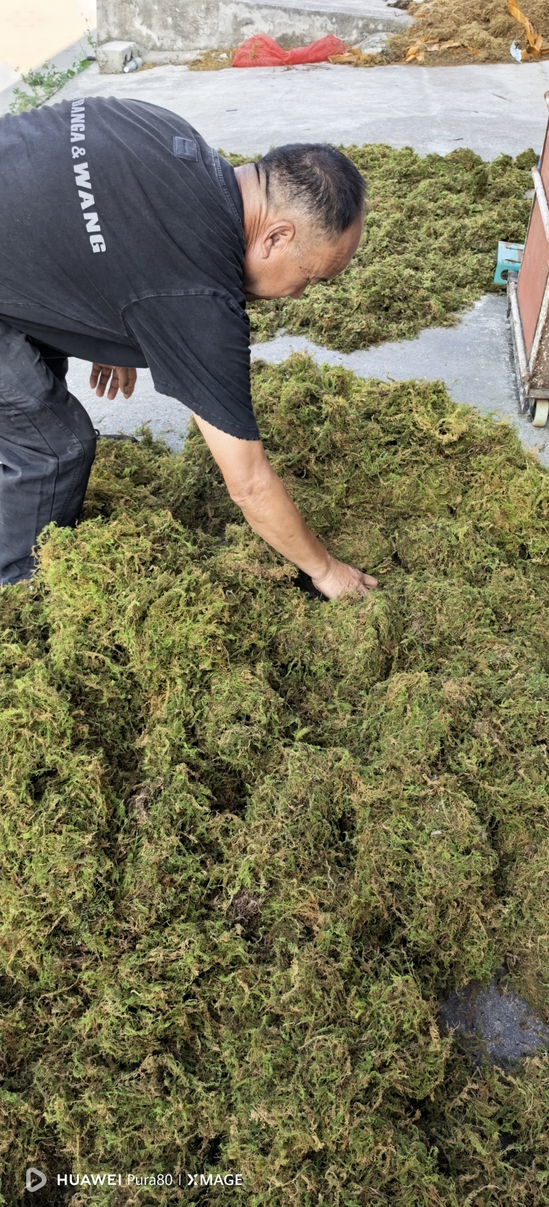 贵州干青苔机压青苔绿化包装好