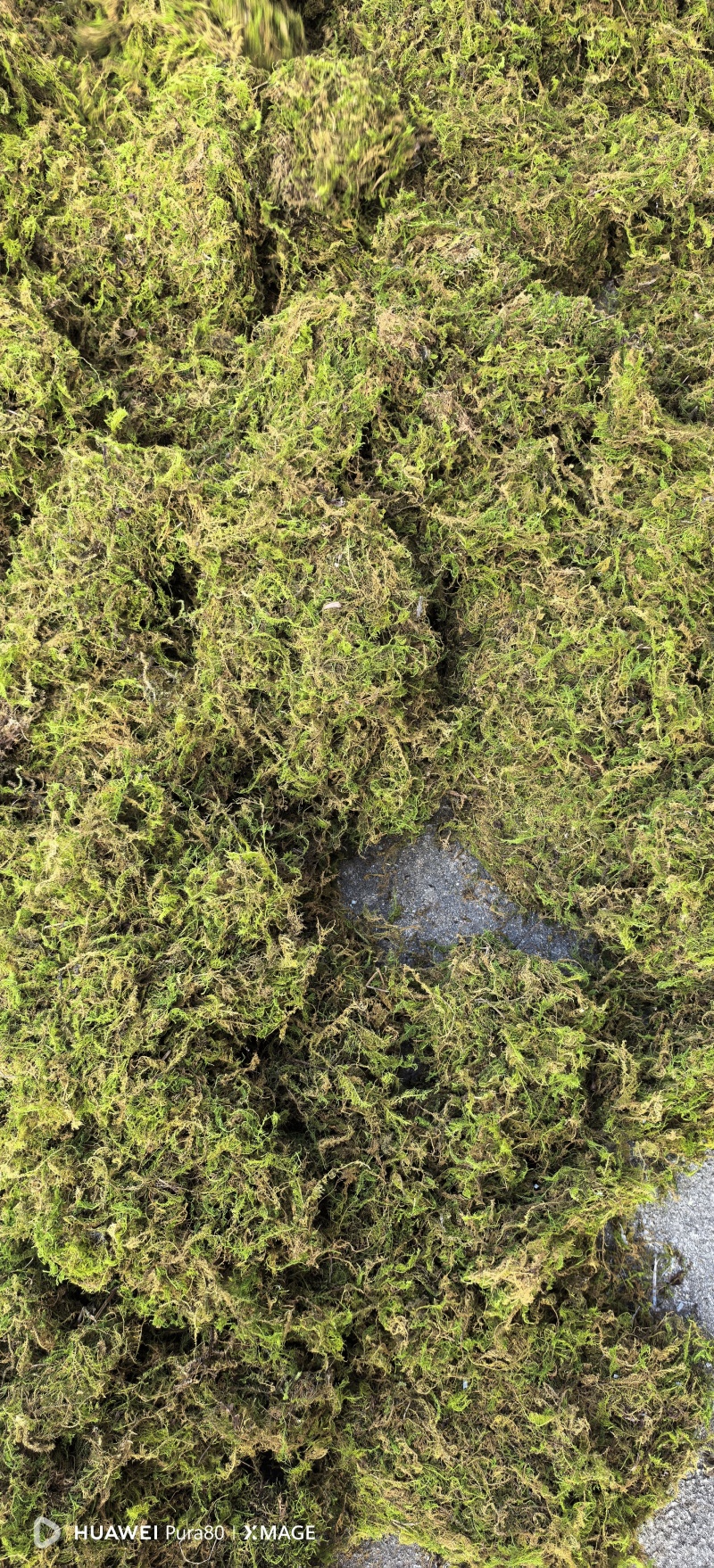 贵州干青苔机压青苔绿化包装好