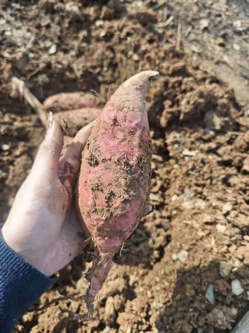 烟薯25与哈密白薯，草木灰种植