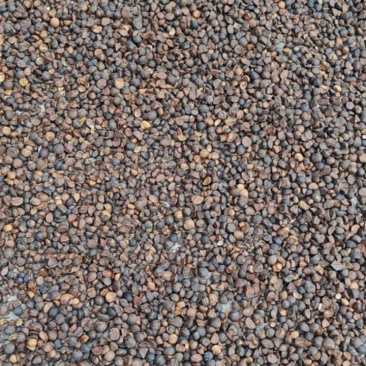 山茶果