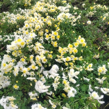 亳菊