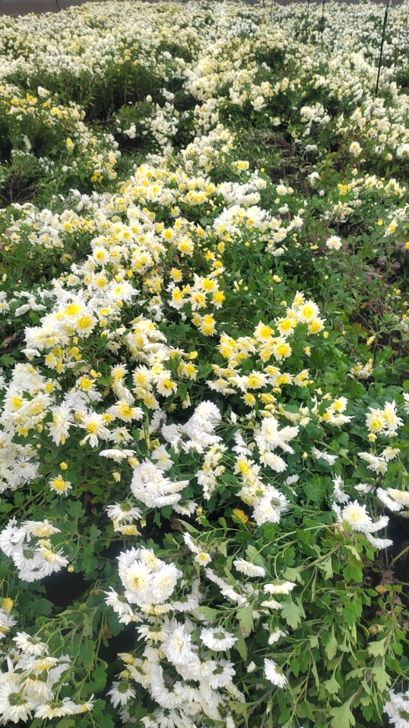 亳菊