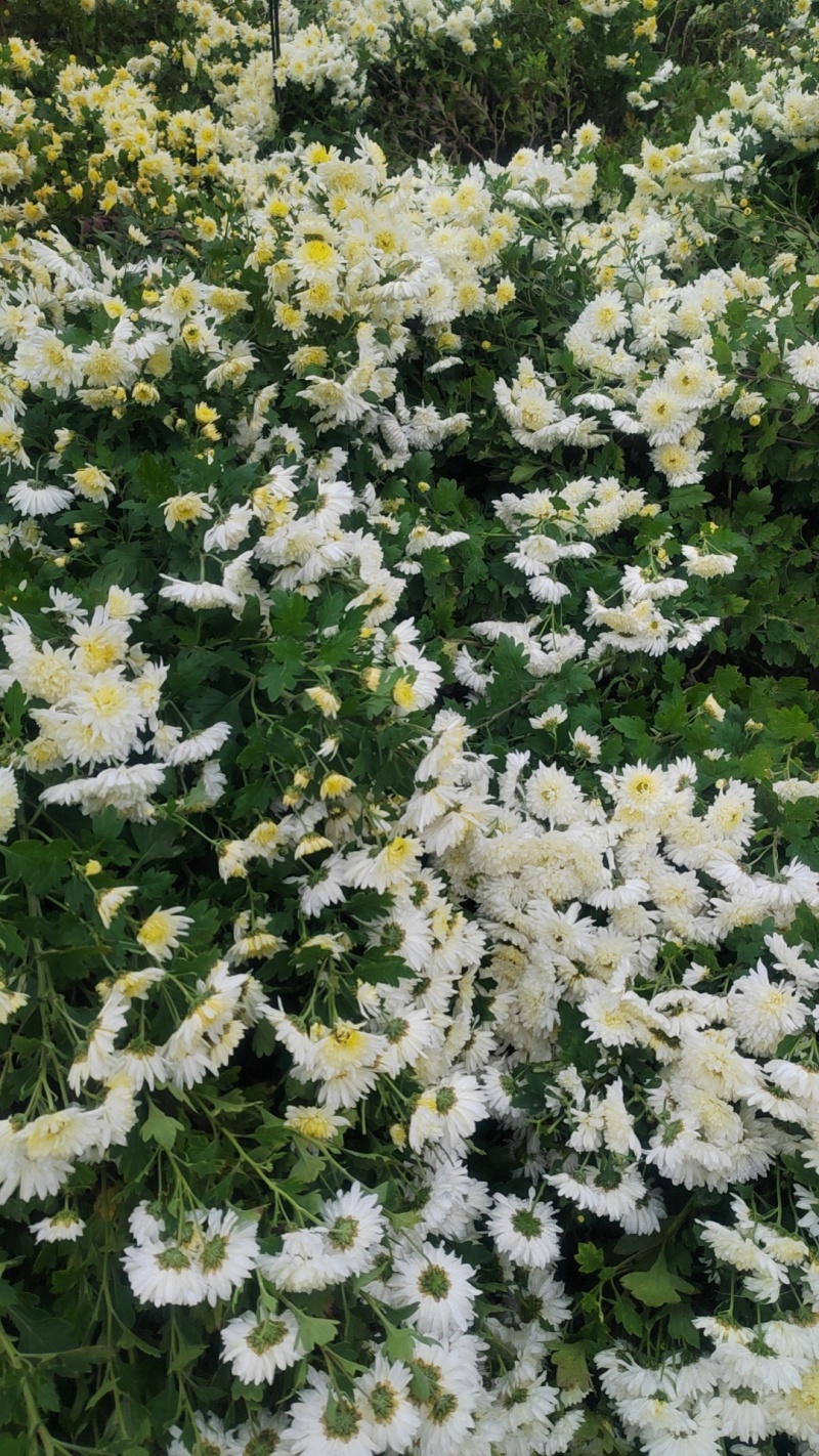 亳菊