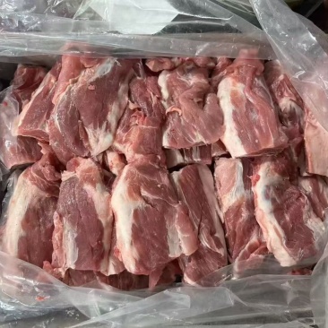 母猪胫骨