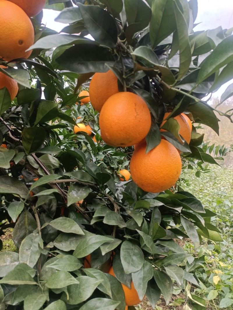 江西赣南脐橙