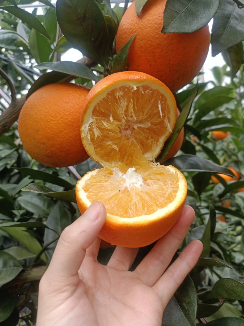江西赣南脐橙