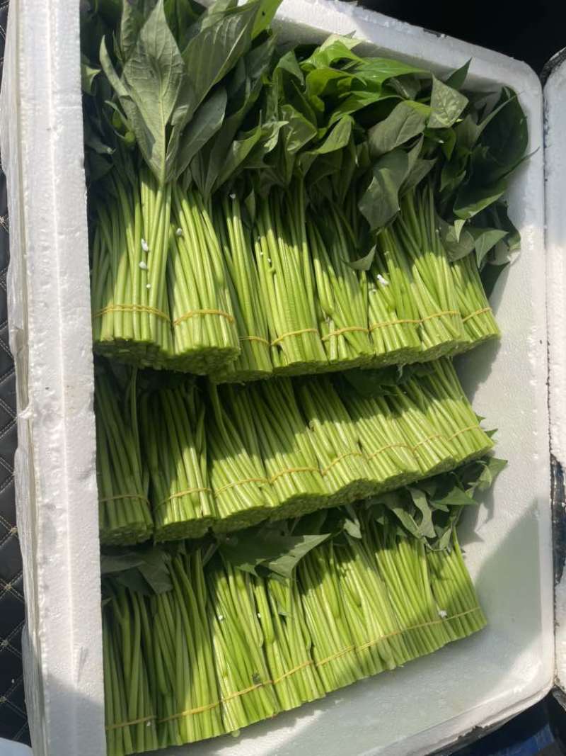 红薯叶，货源充足。