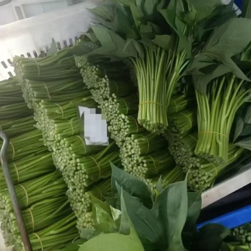 红薯叶，货源充足。