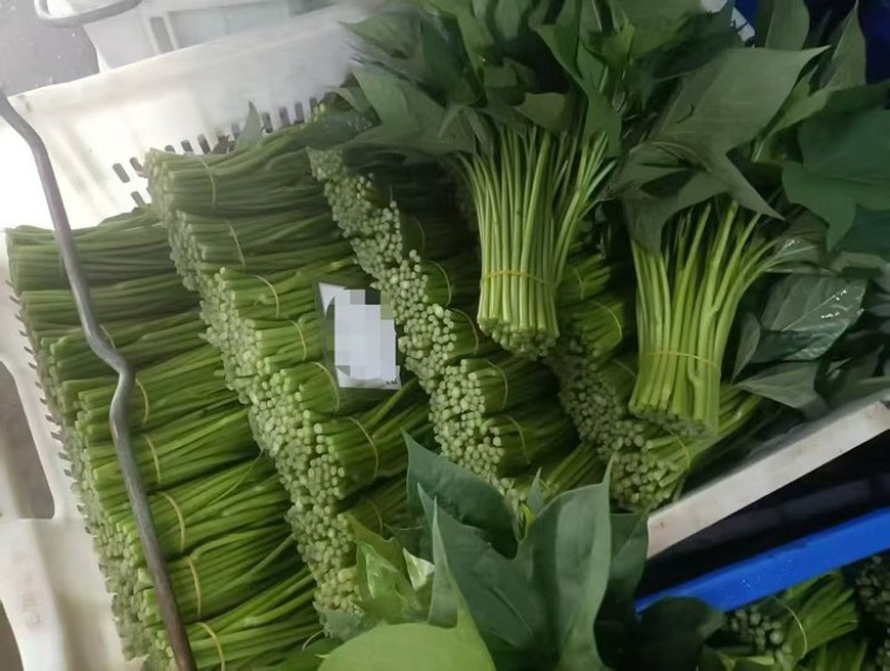 红薯叶，货源充足。