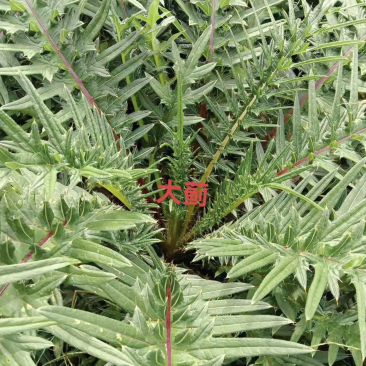 大蓟