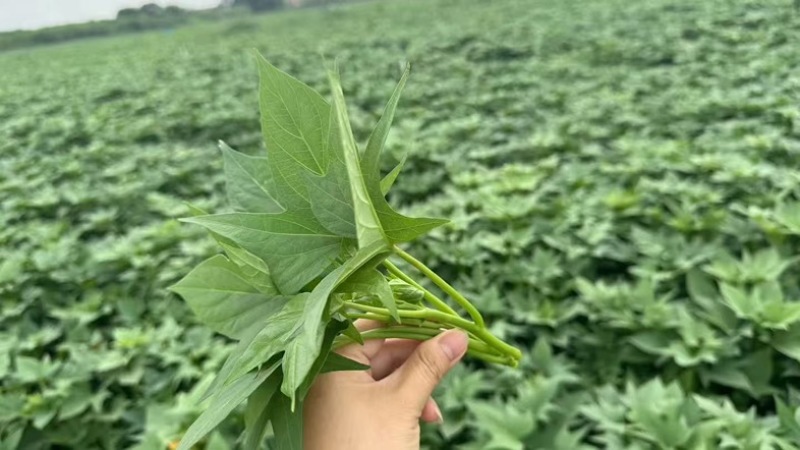 红薯叶，稳量供应。手工靓。