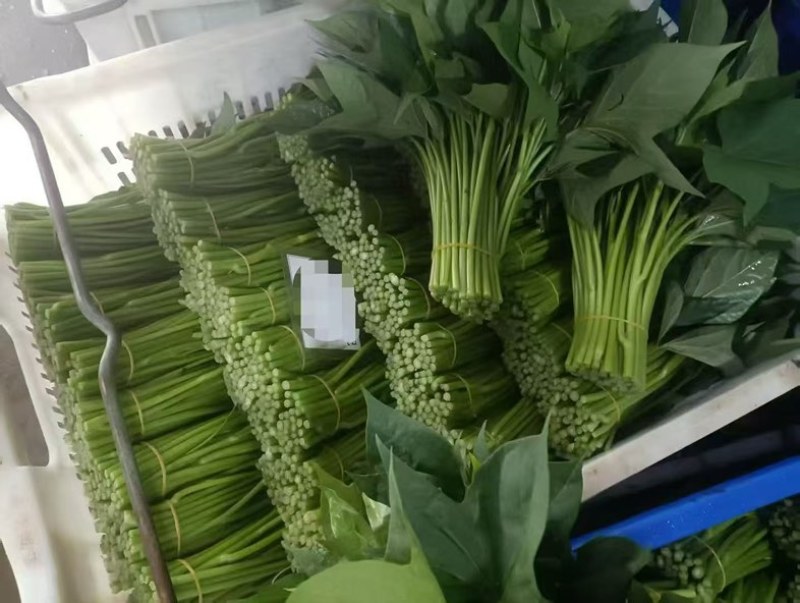 红薯叶，稳量供应。手工靓。