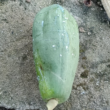 木瓜