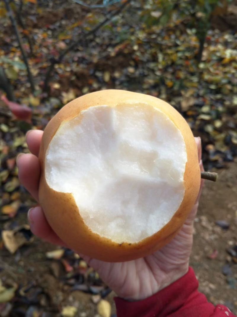 山东富硒金梨