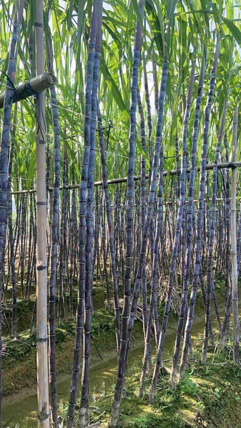 广西成熟了，节长条子均匀，糖度18十，甜脆多汁，口感好，甘蔗