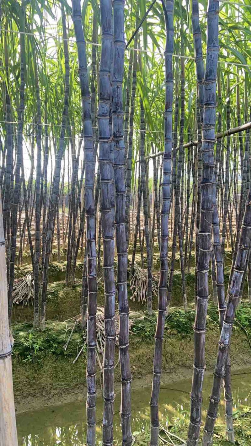 广西成熟了，节长条子均匀，糖度18十，甜脆多汁，口感好，甘蔗