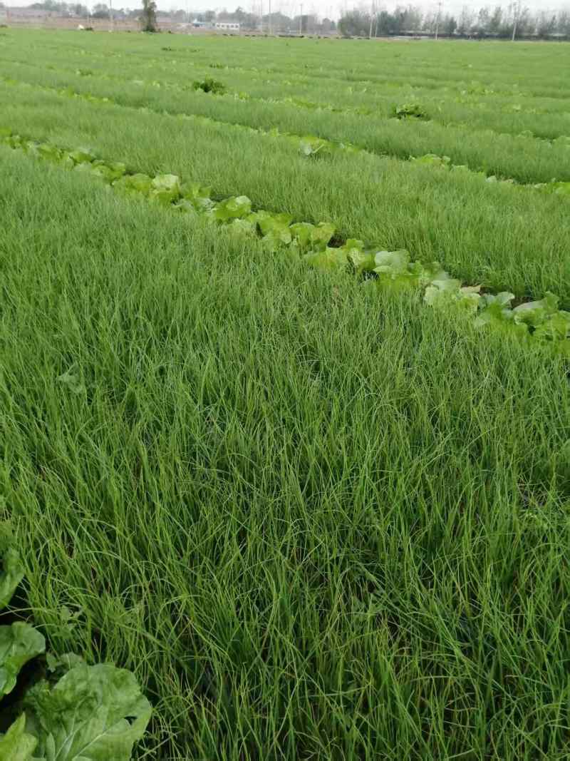 二红洋葱苗大量上市