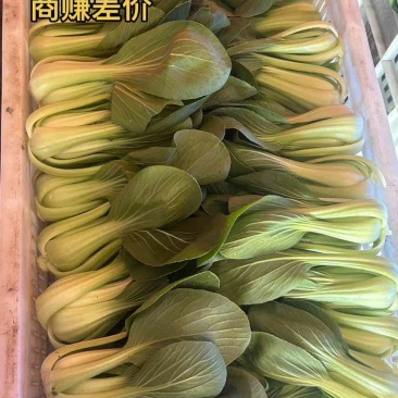 上海青