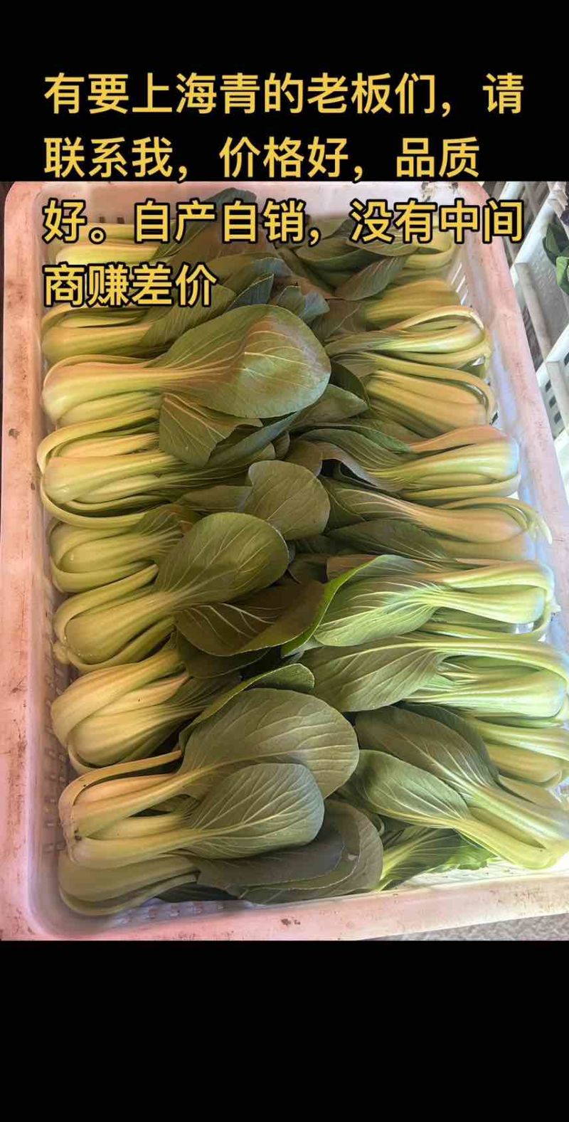 上海青