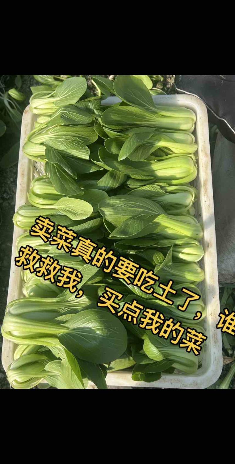 上海青