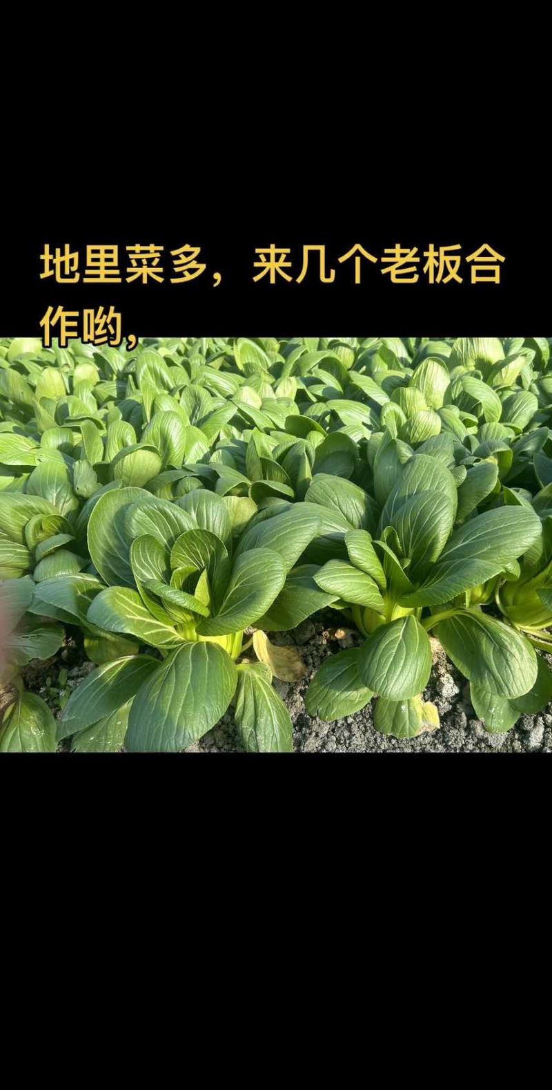 上海青