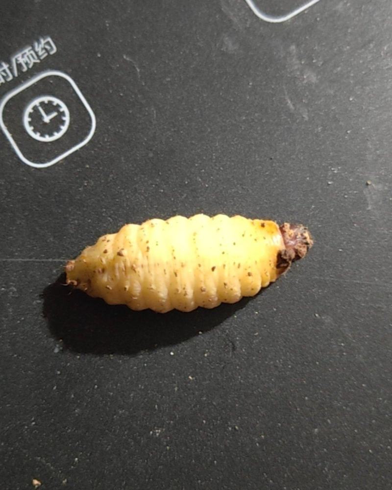 竹虫