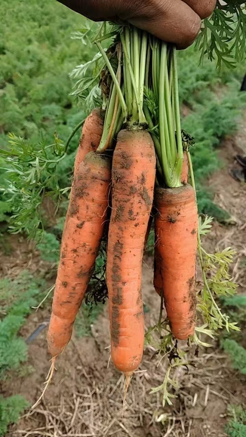 大量有货