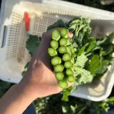 板蓝根青菜
