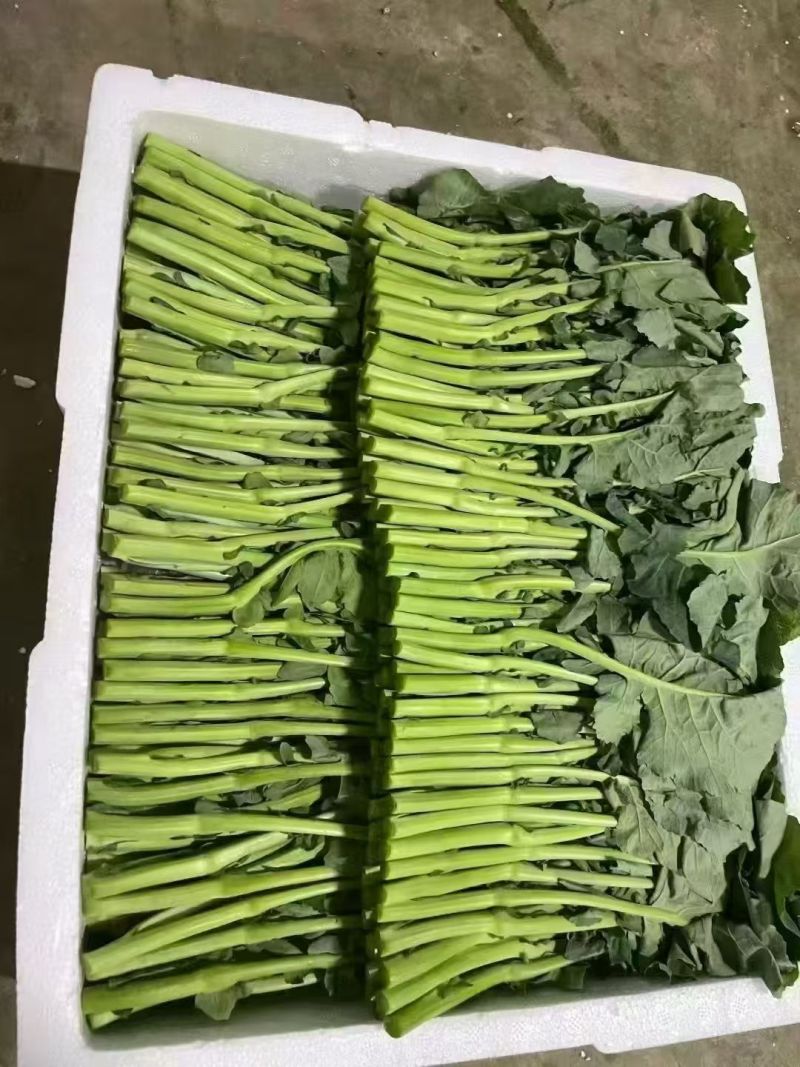 板蓝根青菜