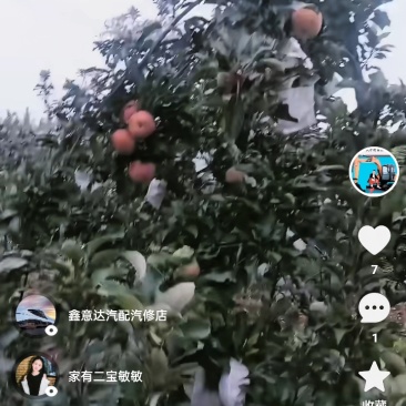 山东红富士苹果